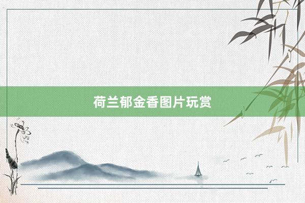荷兰郁金香图片玩赏